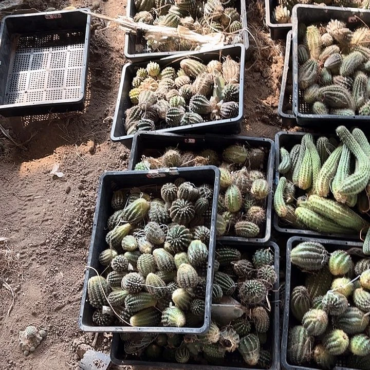 20颗仙人球瑕痴无售后有大有小