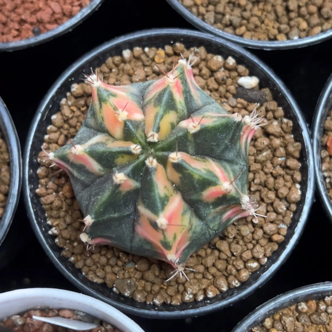 米哈锦侧芽自根带盆土发货18