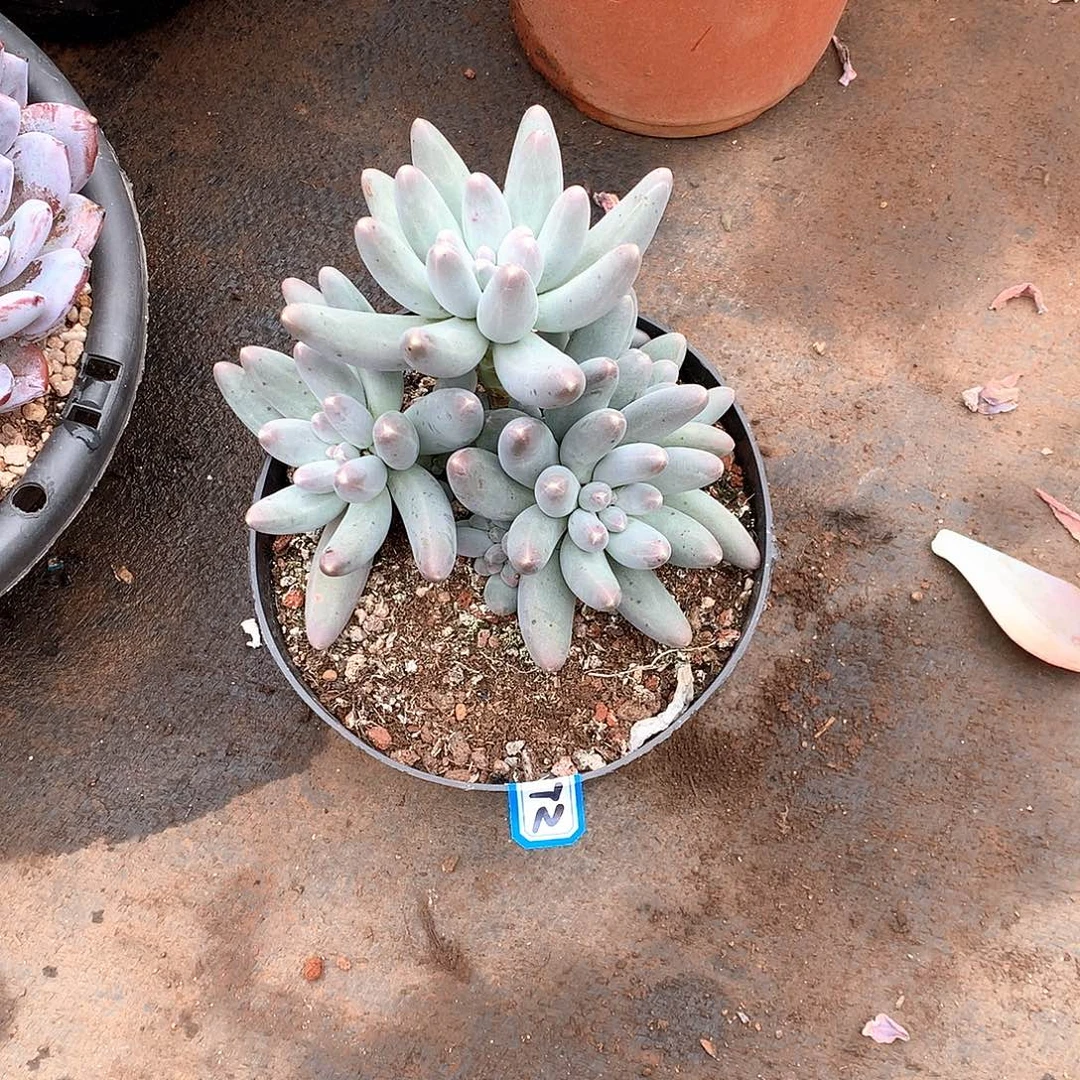 772乌兰奶 一物一拍多肉