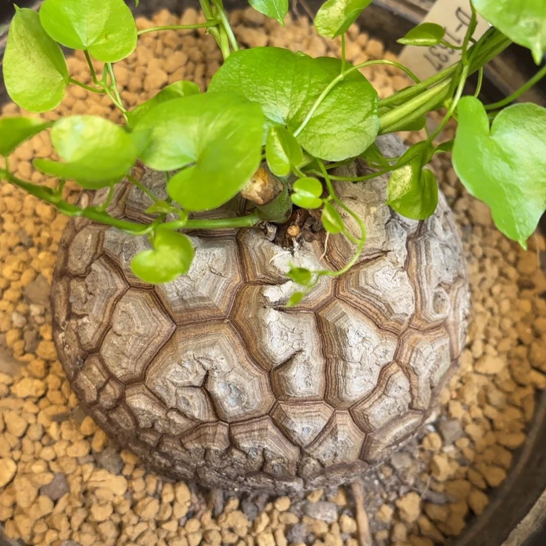 1002号龟甲龙带盆包邮尺寸