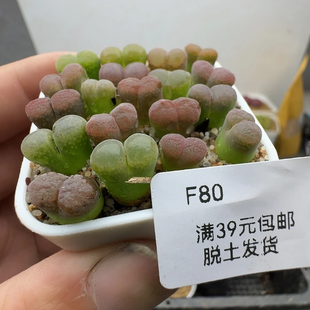 80多肉哈哈哈哈哈哈哈哈哈