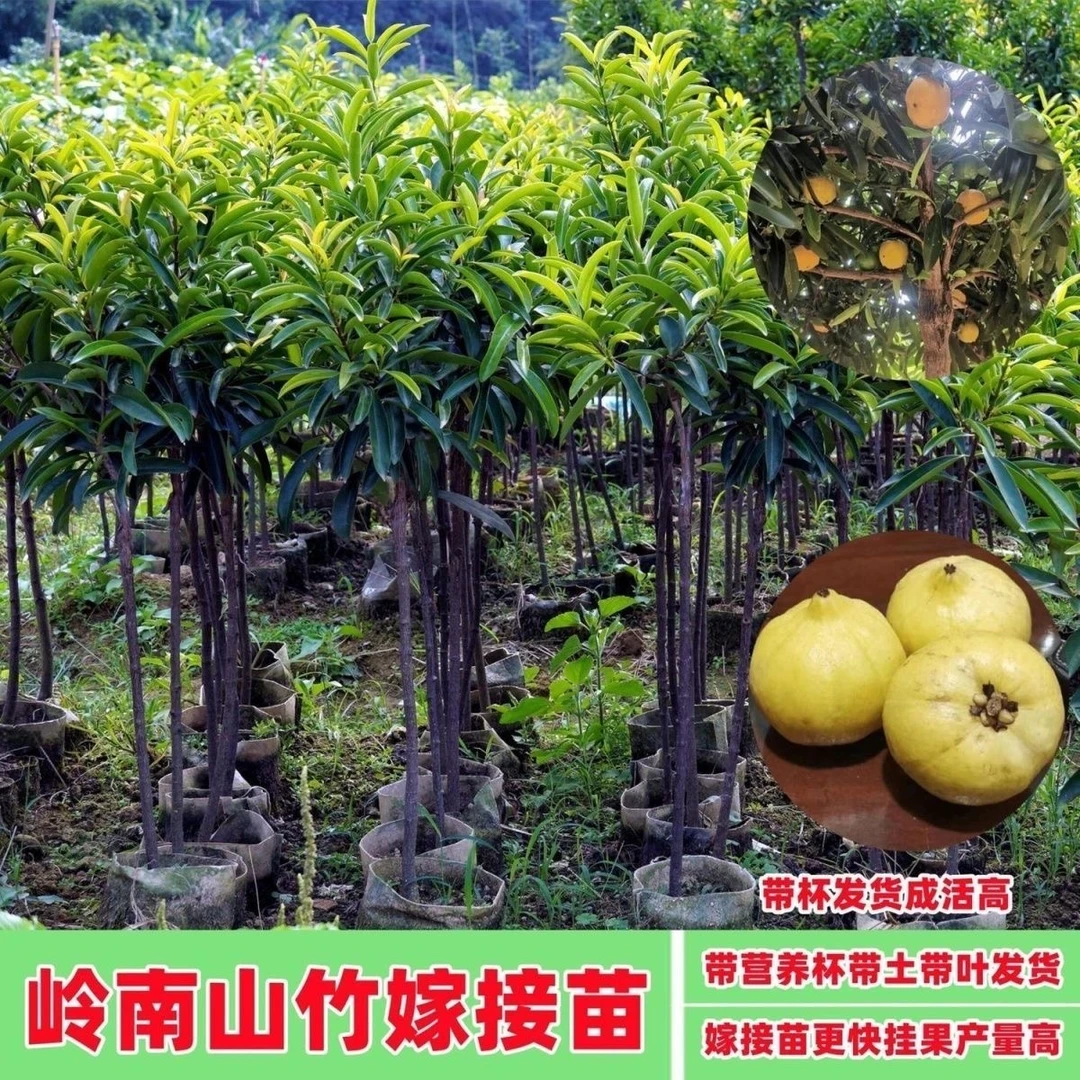 【带营养杯】带叶广西正宗岭南山竹嫁接树苗正品南北方种植盆栽地栽