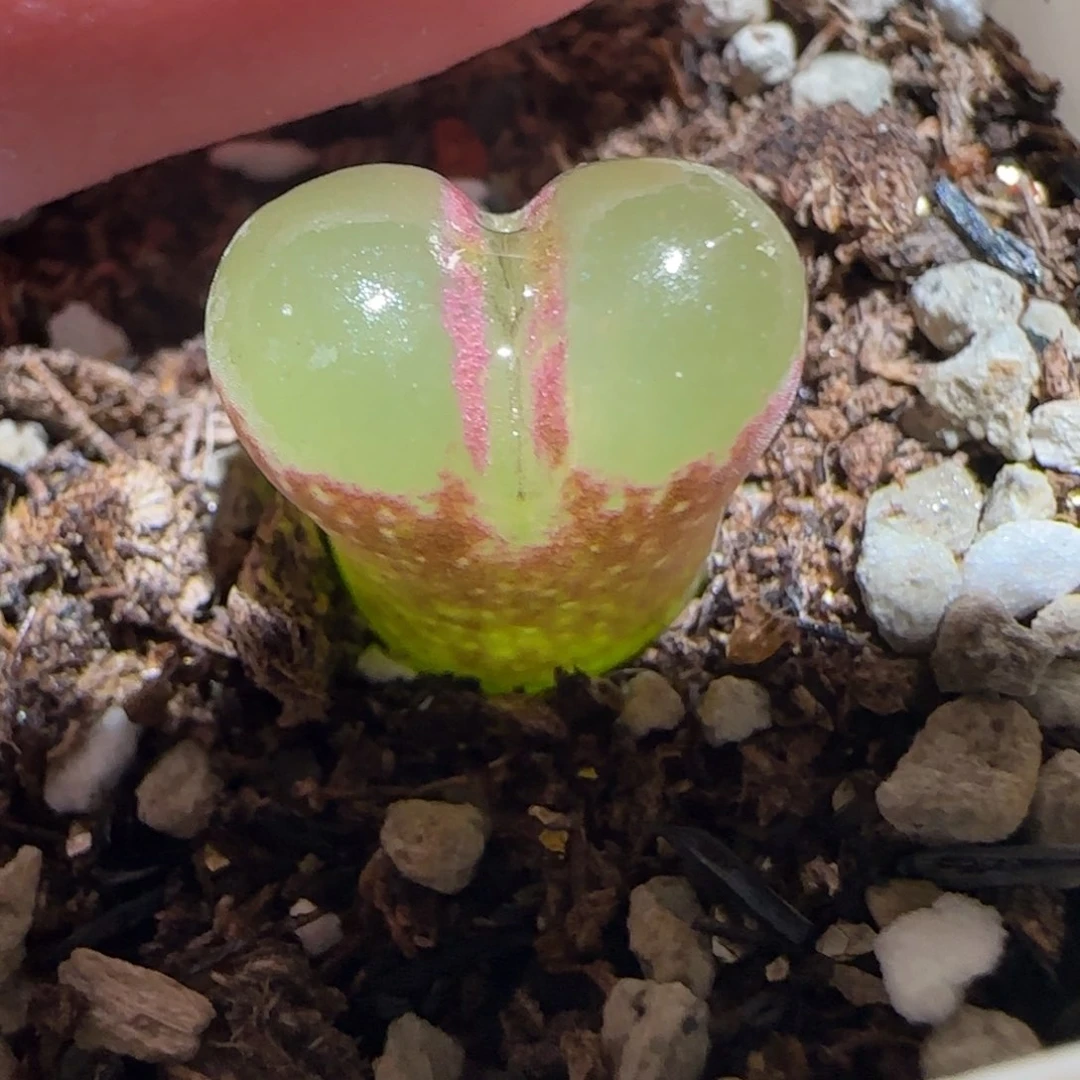 肉锥多肉植物百科-侧影1048