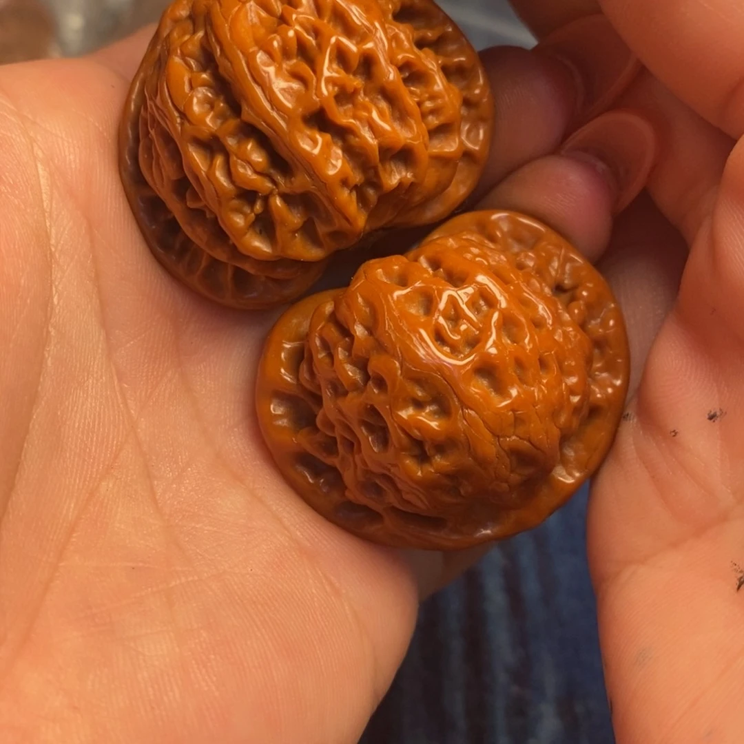 木质类海***-