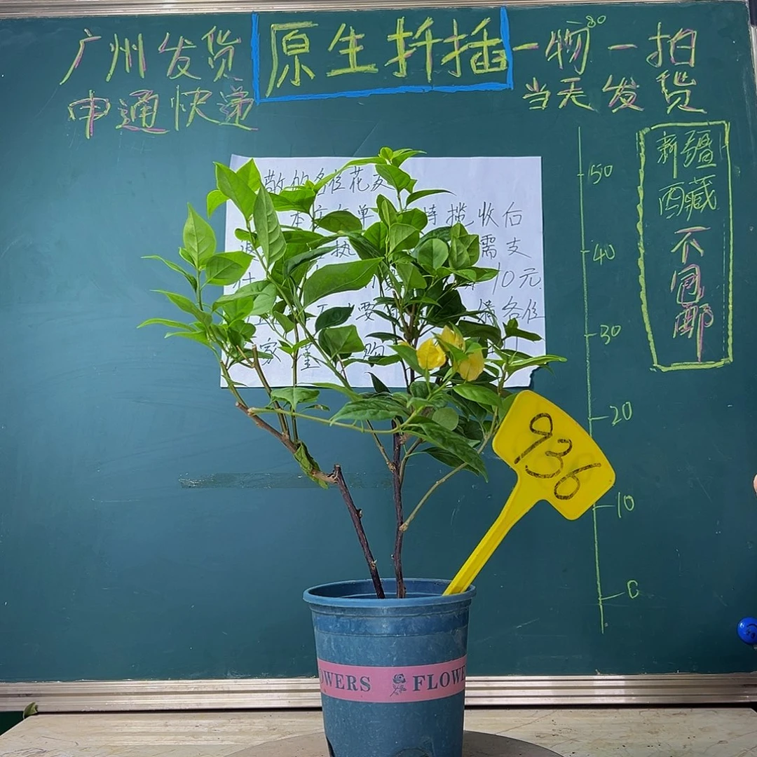 当前无花栽培后可以开花 双杆 苏瓦娜  936