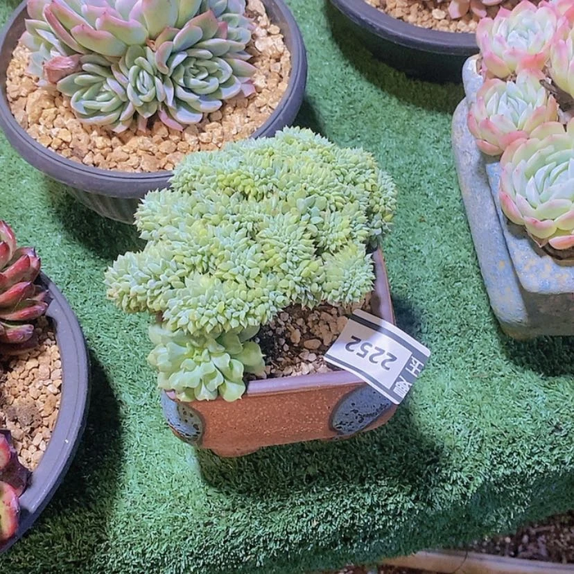 【闪购商品】邓*࿐爱尔兰薄荷2252