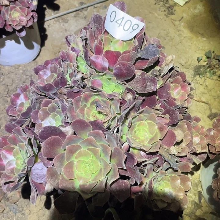 多肉植物法师不包断枝409花呐