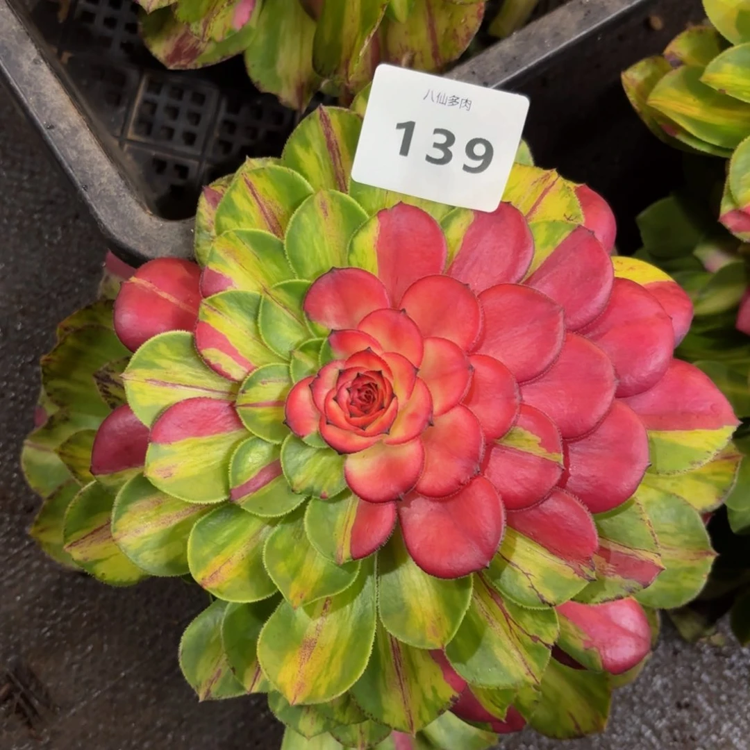 139多肉植物知否无根