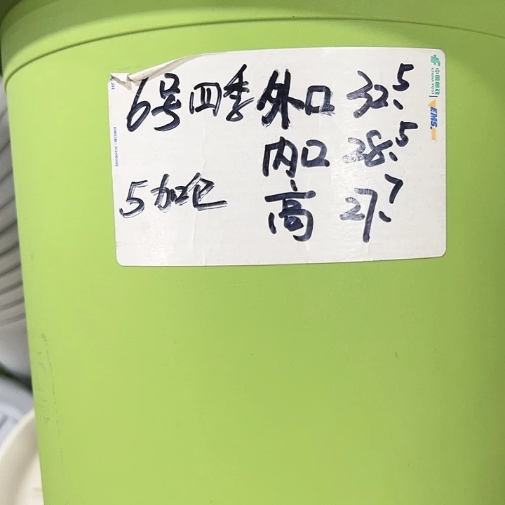 优***人特价6号四季口32高28白色30个无托