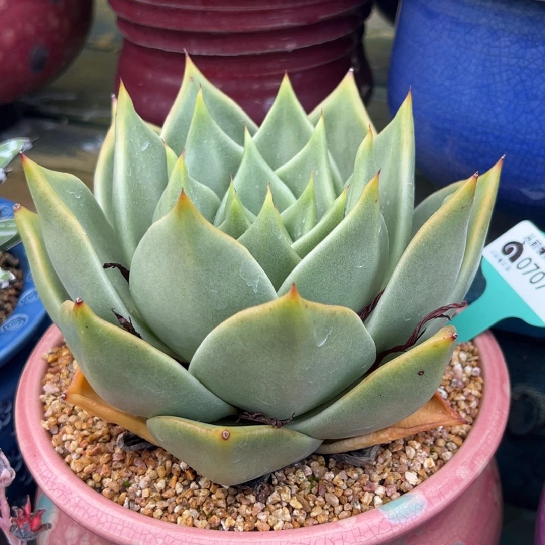 从前慢多肉精选编号0707.87