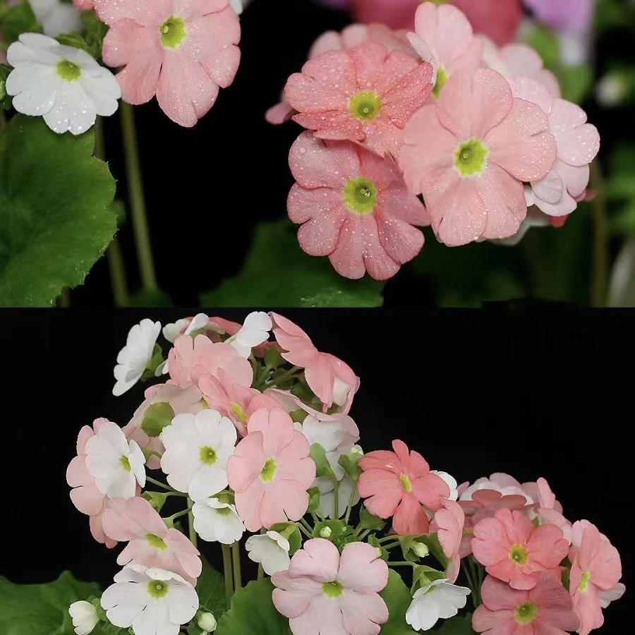 四季樱草盆栽四季樱花耐寒植株阳台庭院易养活四季开花带花苞发货