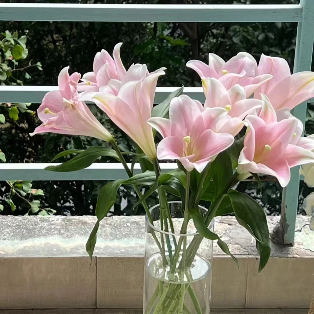 3枝粉铁炮三头百合9个花苞 小花苞 两单顺丰或京东快递