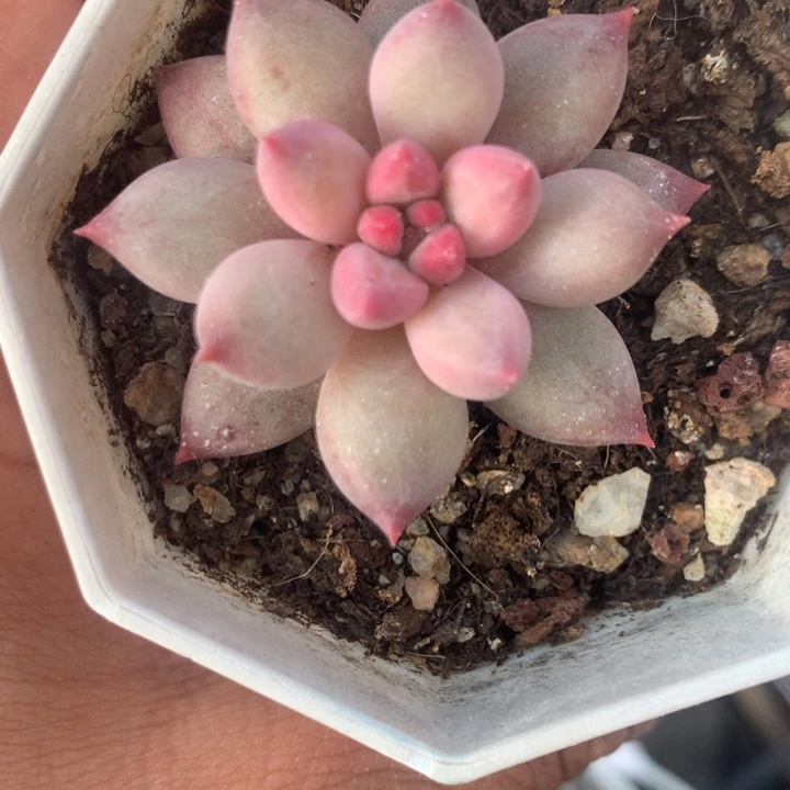 虞美人 特价   （不满9.99发空盆需要拍保温不拍扣1颗多肉）