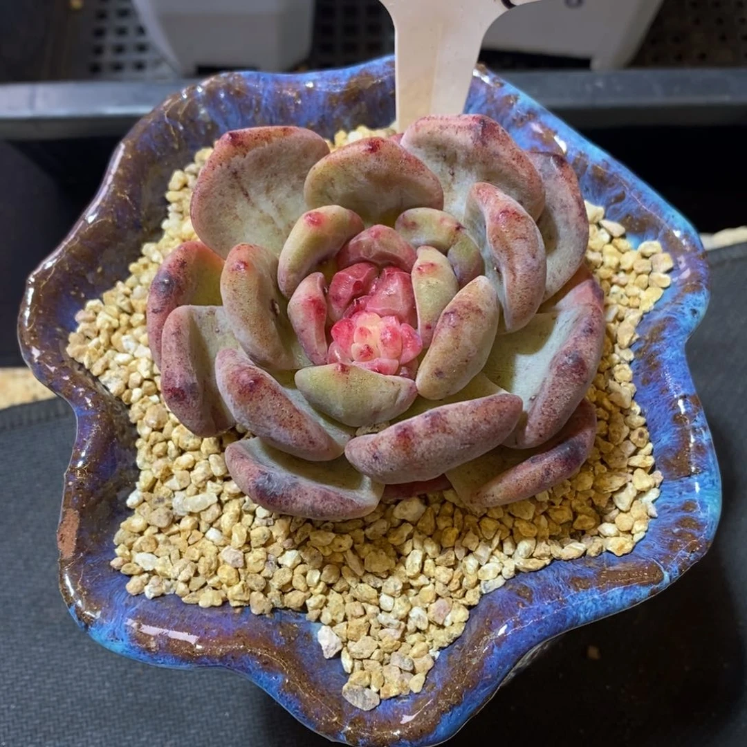 芥****?星影石化单头多肉多肉