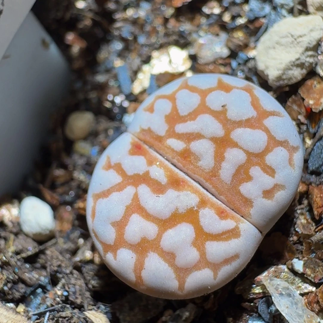 Sssss精品生石花96