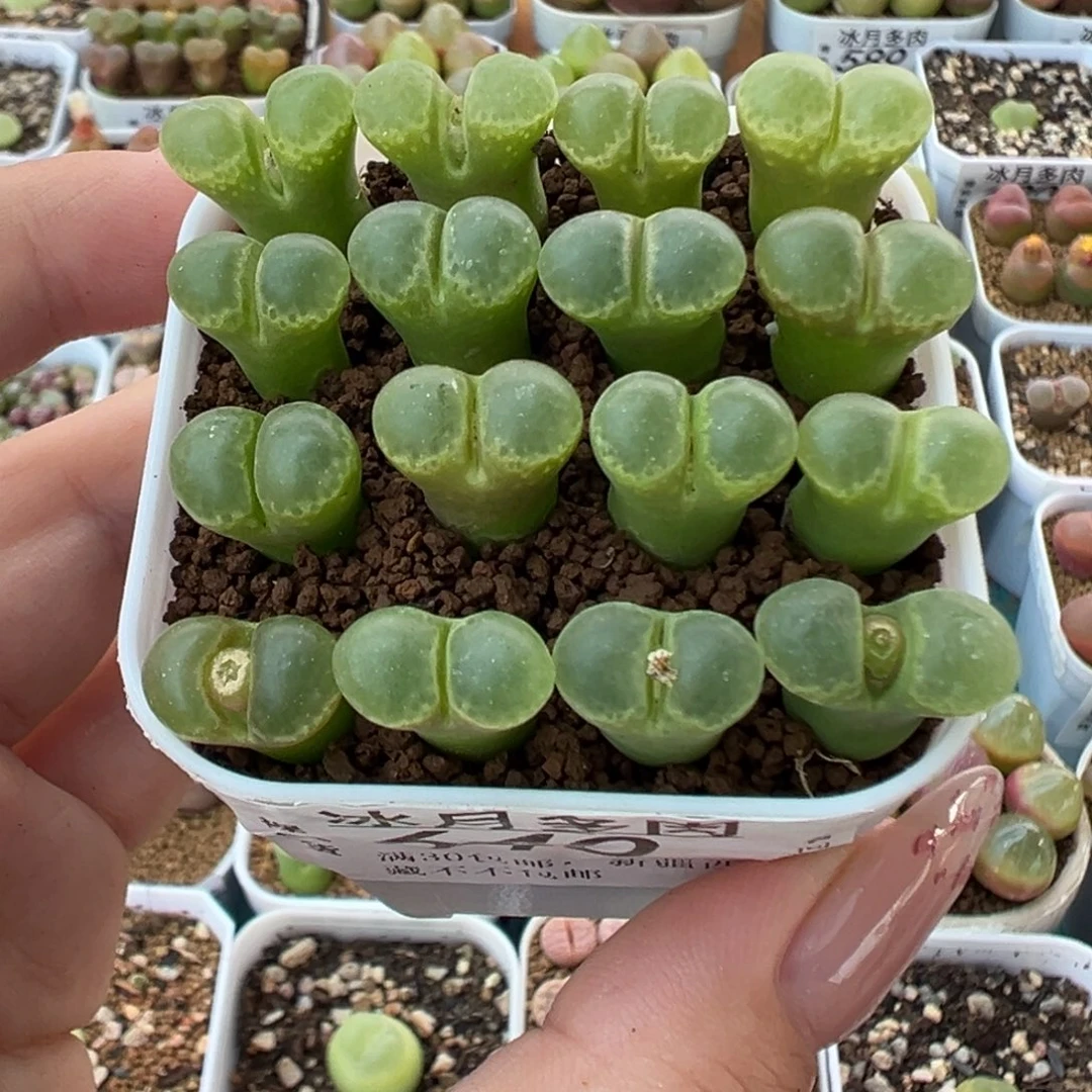 640粉樱1453.9裸根发货