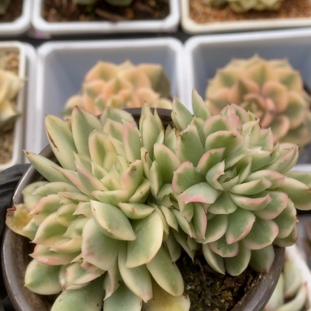 069紫蝴蝶锦锦锦锦锦锦