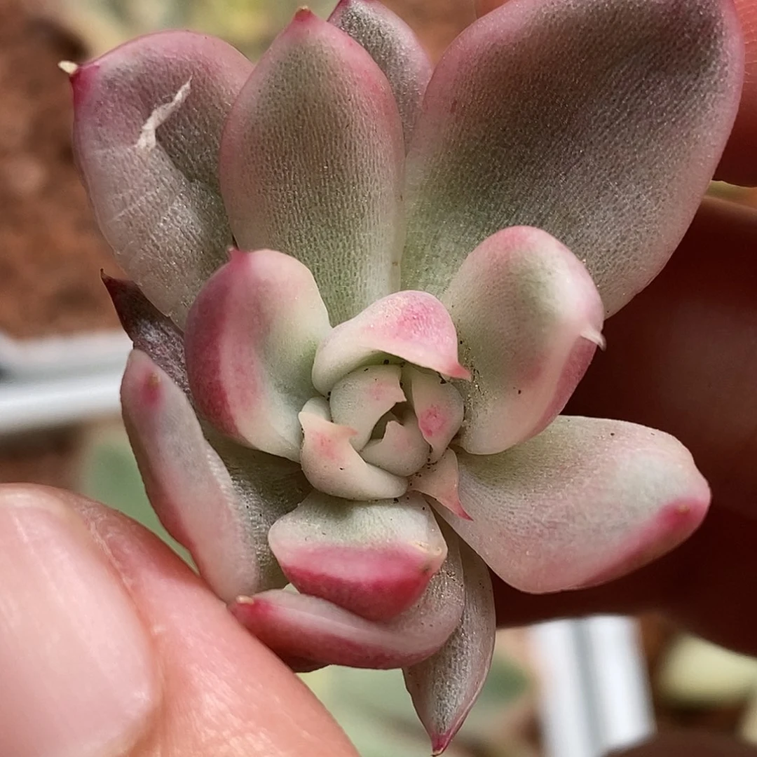 黑玫瑰锦一物一拍，