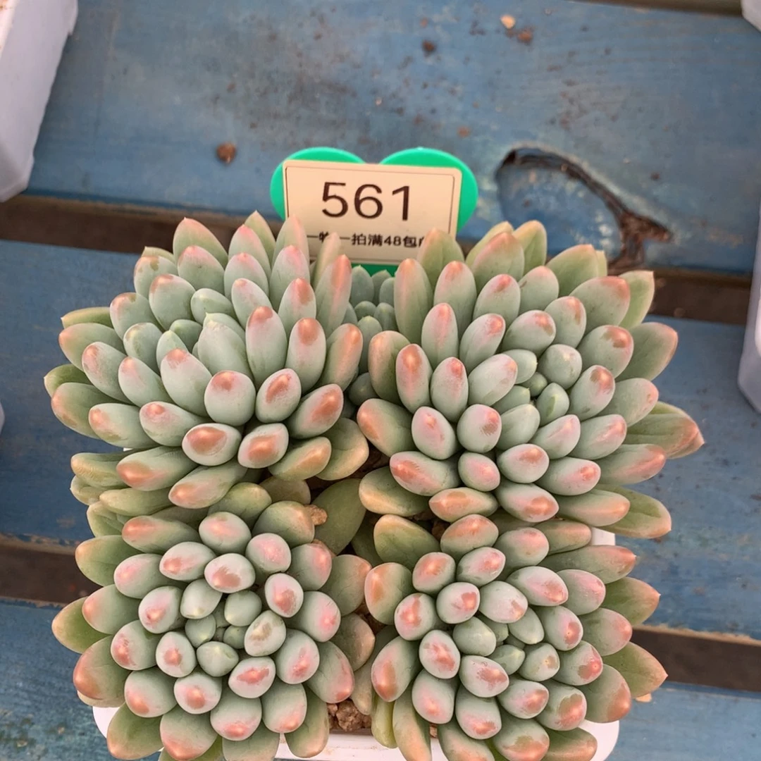 七彩奶糖无砍平头561