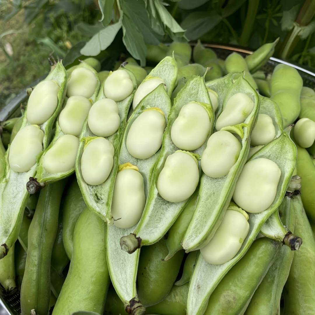 【田间鲜】新鲜嫩蚕豆带壳农家现摘现发罗汉豆胡豆蔬菜