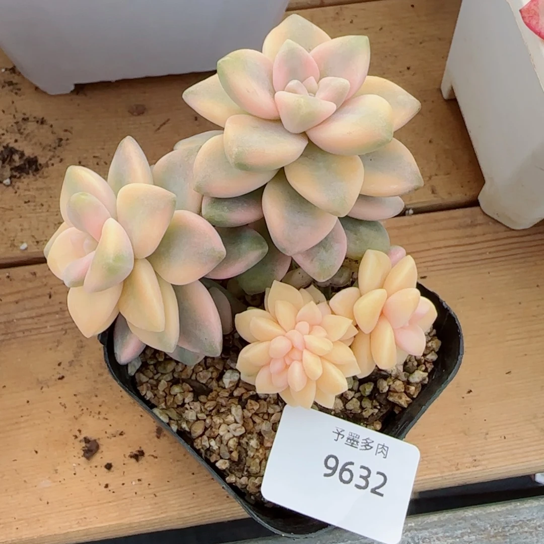 美杏锦，9632多肉植物