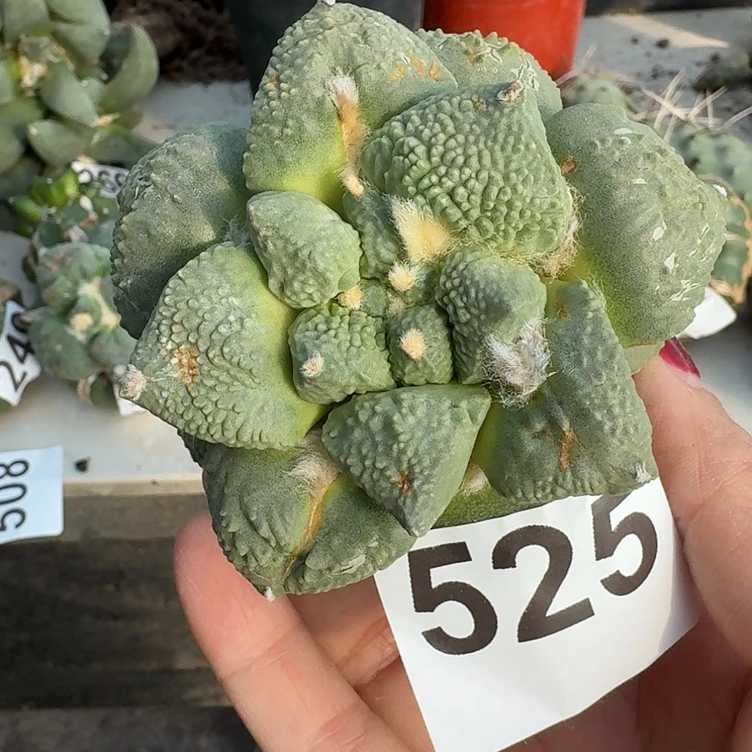 无花朵蓝白大尤怒525