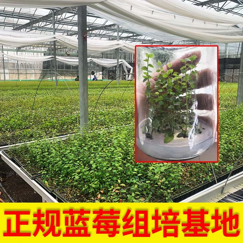 【穴盘组培苔藓苗】蓝莓组培脱毒苔藓苗小苗蓝莓树果苗南北方种植栽
