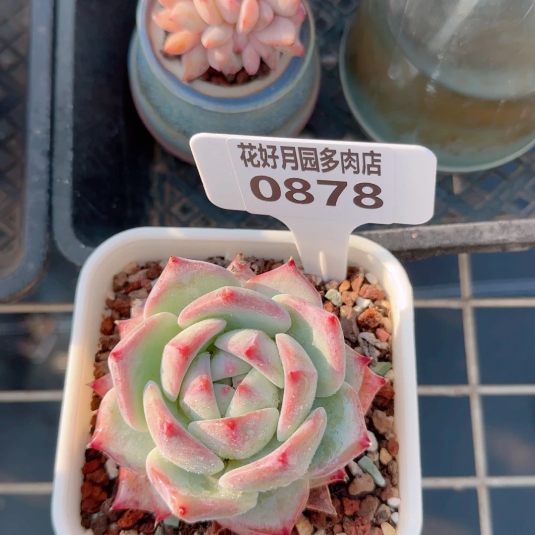 多肉植物0878………….！m