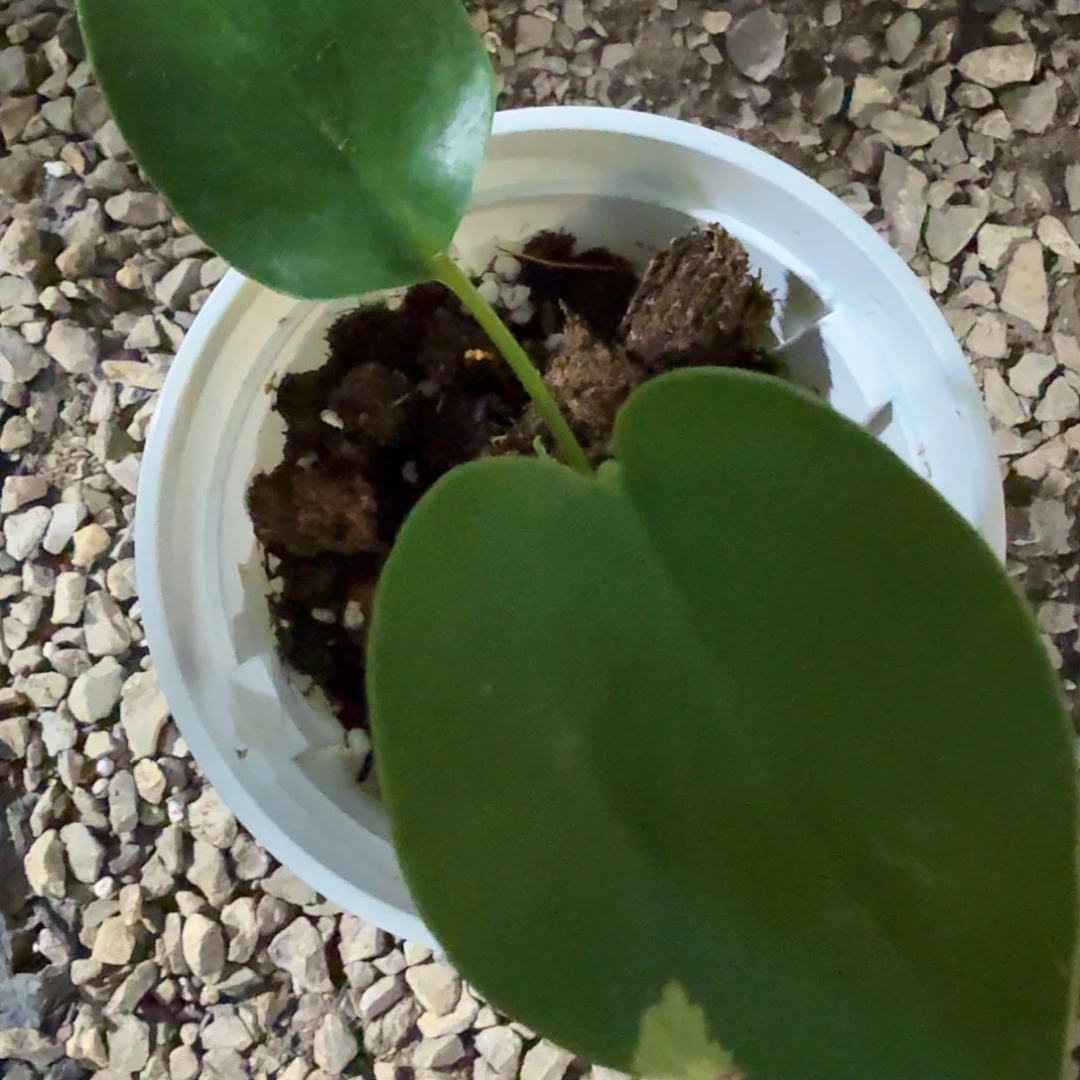 无花朵?****?龟背竹一物一拍