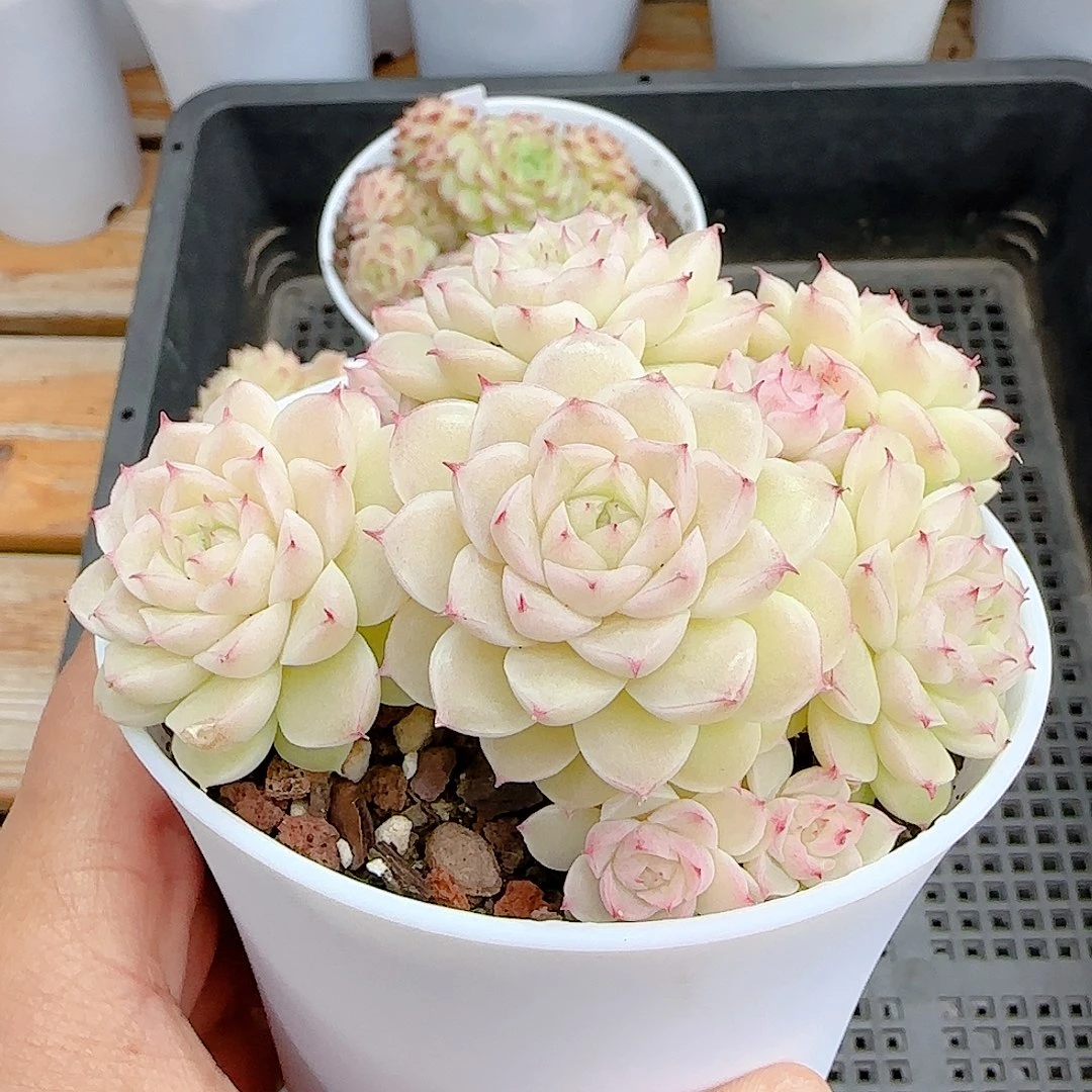 小***～1220-24（m1-40）优选