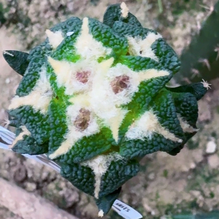 用***0无花朵福利苗接大尤黑385