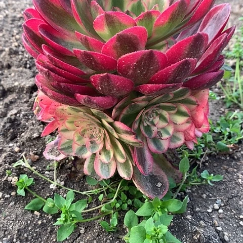 316倾城多肉植物