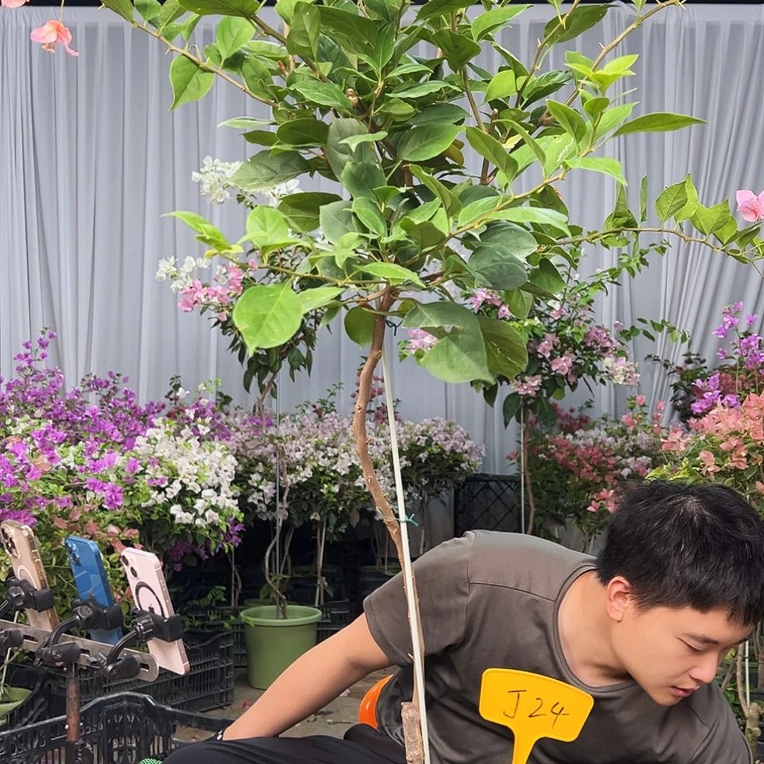 行***动完全开放J24变色龙