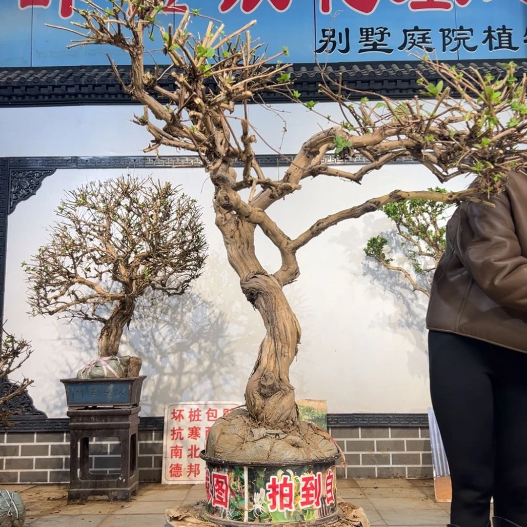 无花朵金银花4444455444444