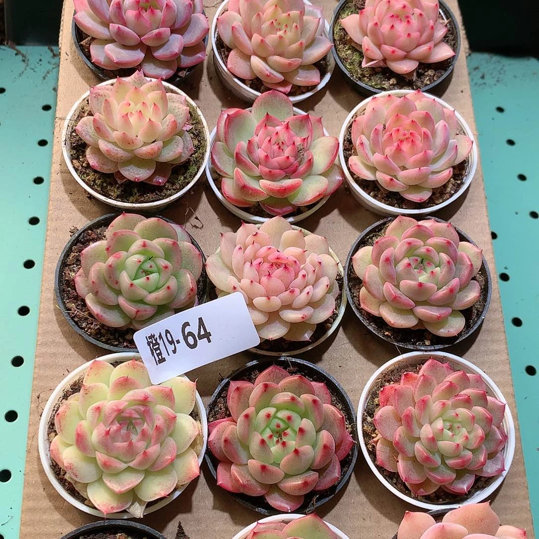 19-64一物一拍带盆18颗。