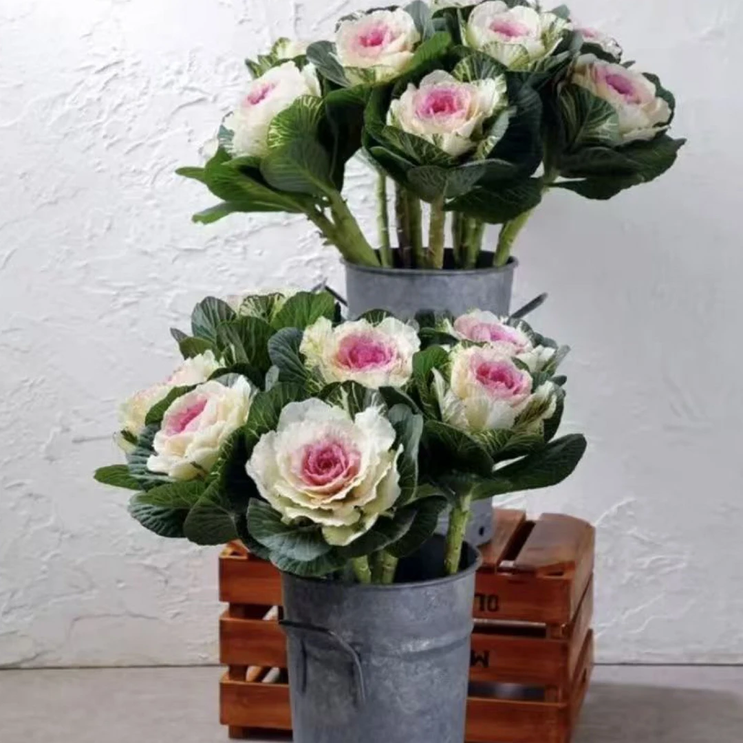 多头玫瑰羽衣橄榄盆栽地栽阳台庭院冬日玫瑰耐低温多年生四季多年