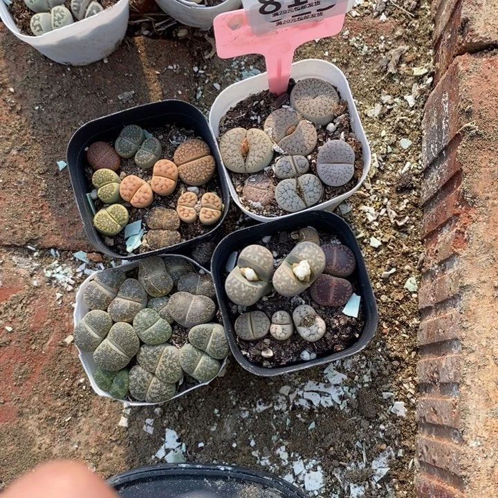 开***天生石花等植物的生长819