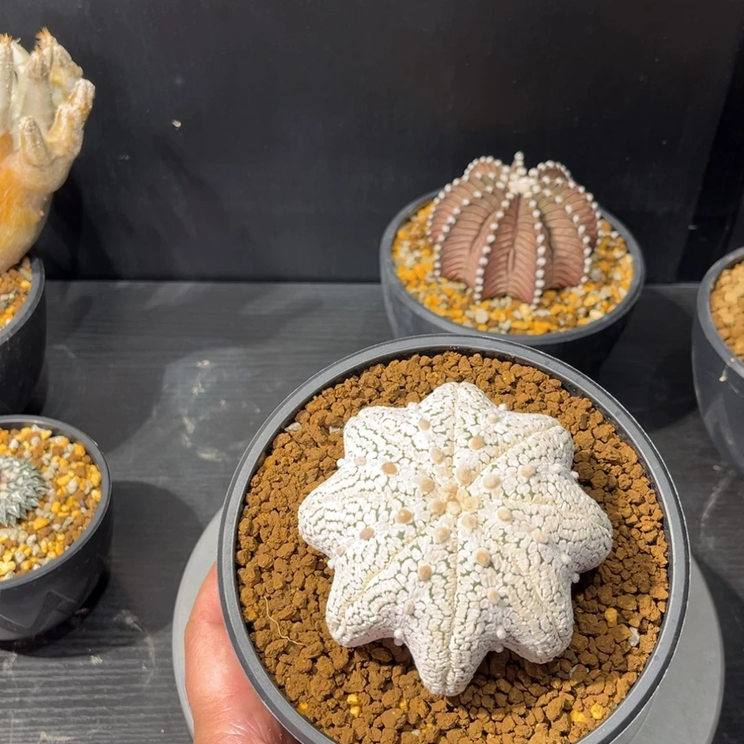 浓白海星兜带盆包邮