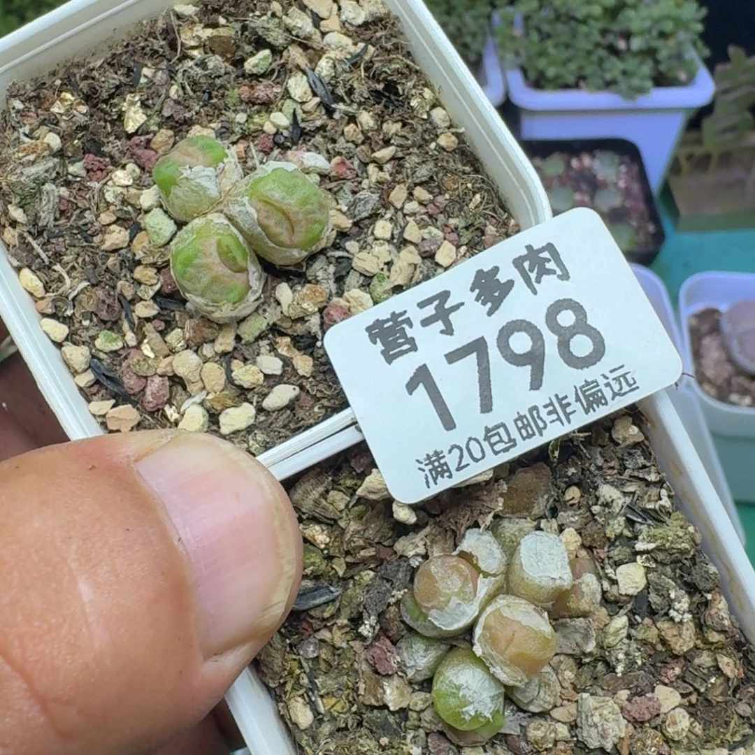 李***心方烧带盆土。