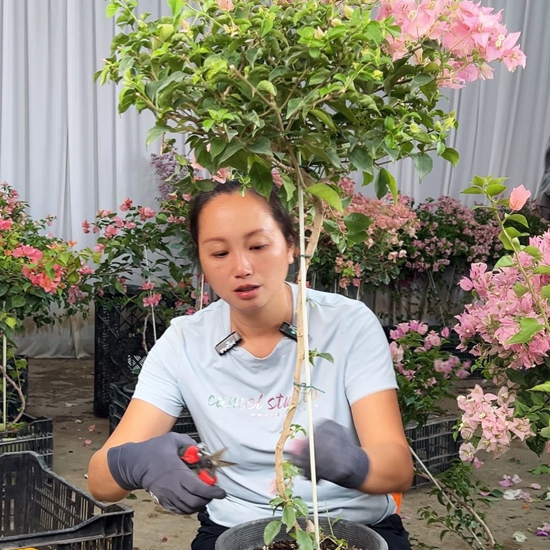 小***x完全开放F25魔法樱花