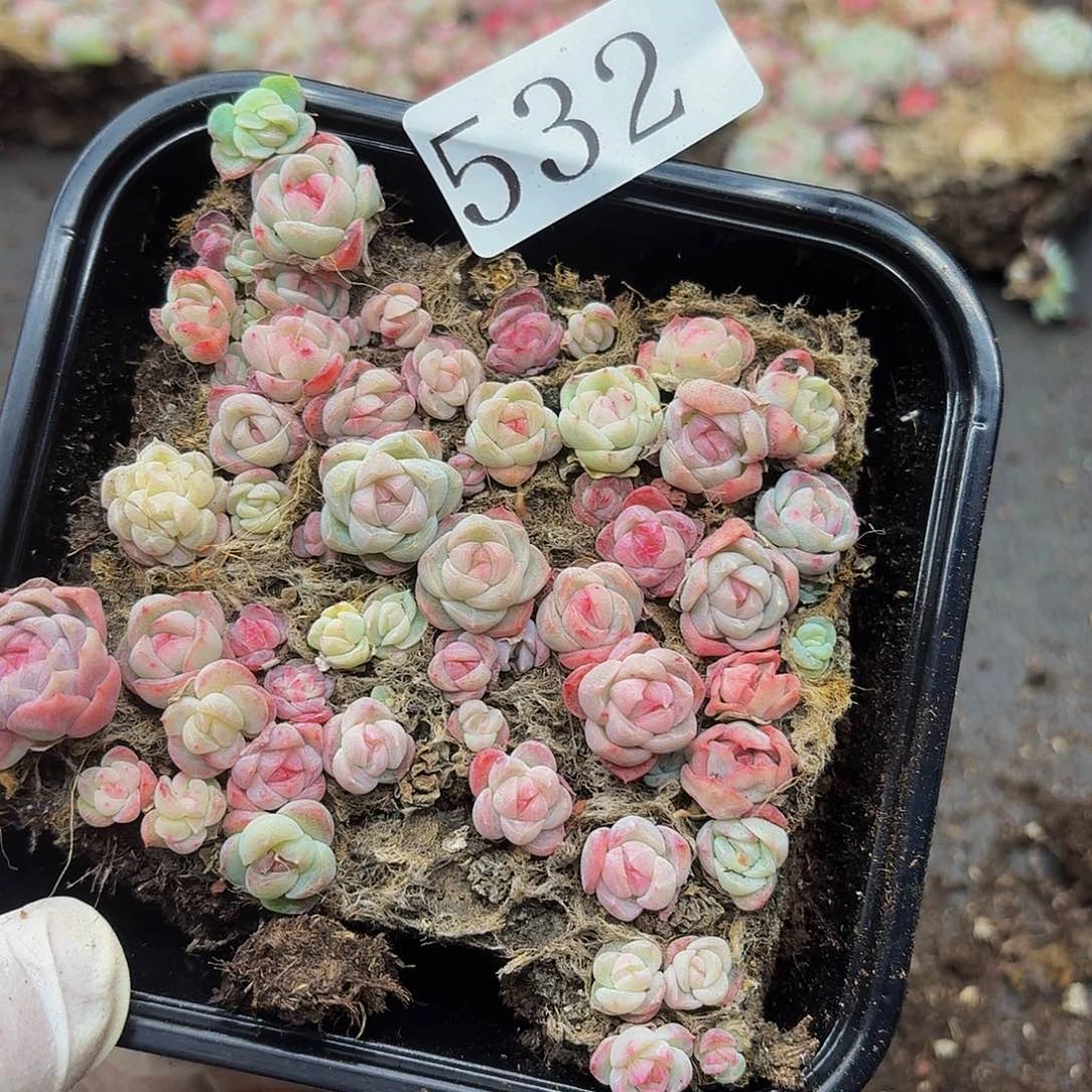 多肉植物多肉植物532