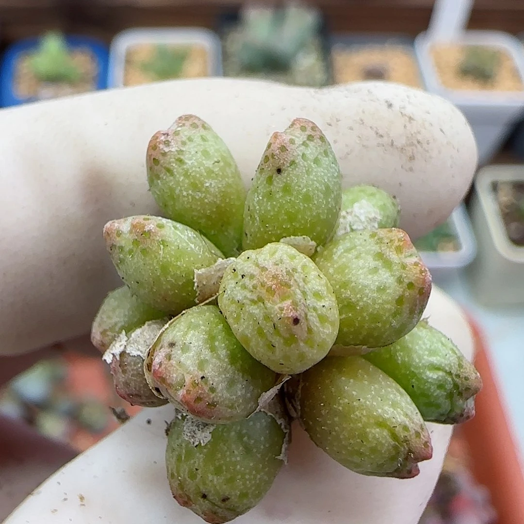 163园艺125-1龙猫