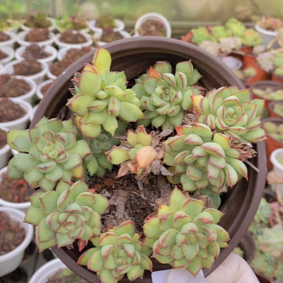 2095梦幻玫瑰一物一拍