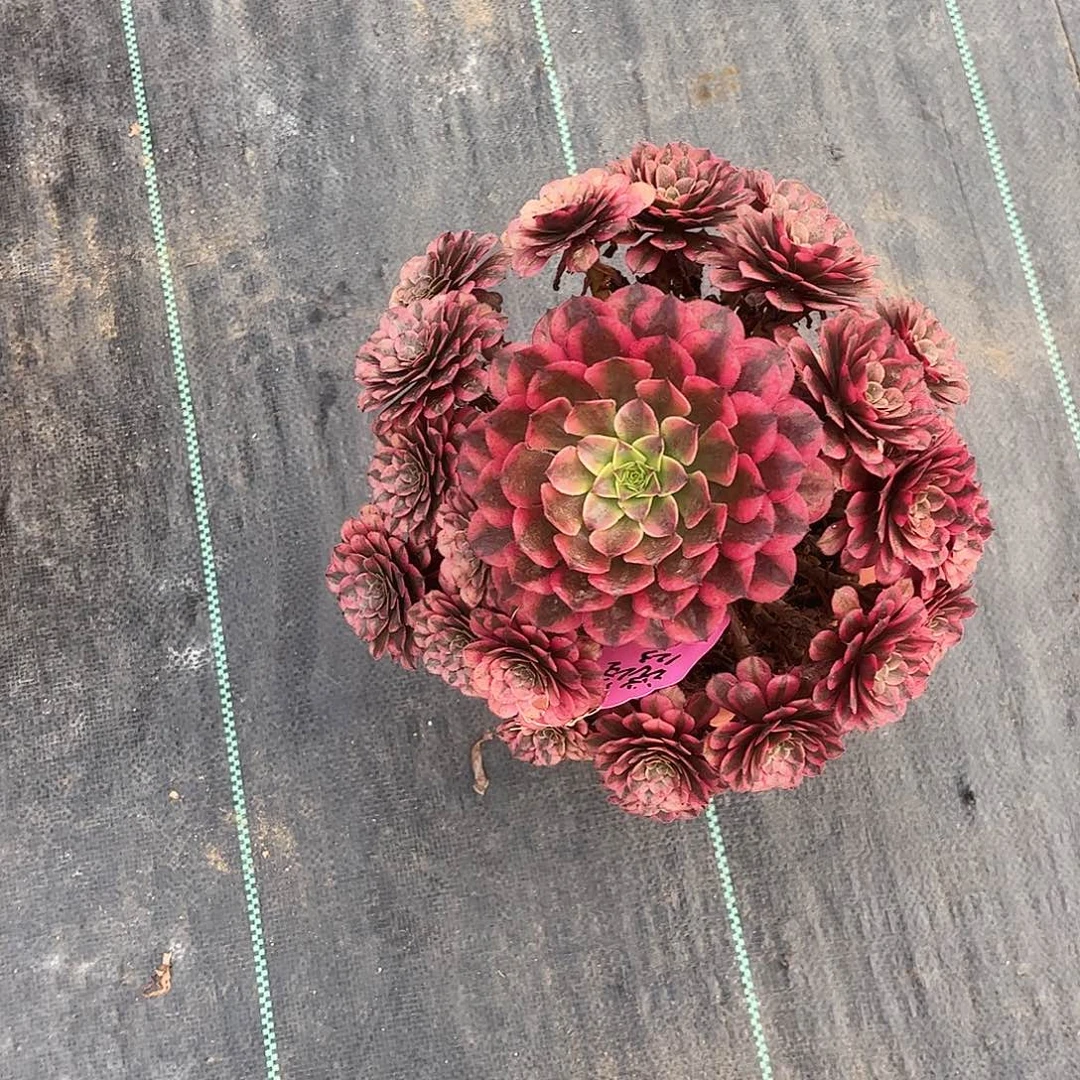 春***。春暖花开个很好过以后