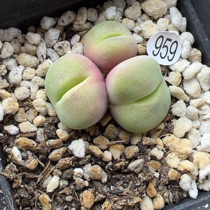 959号1111111111111111