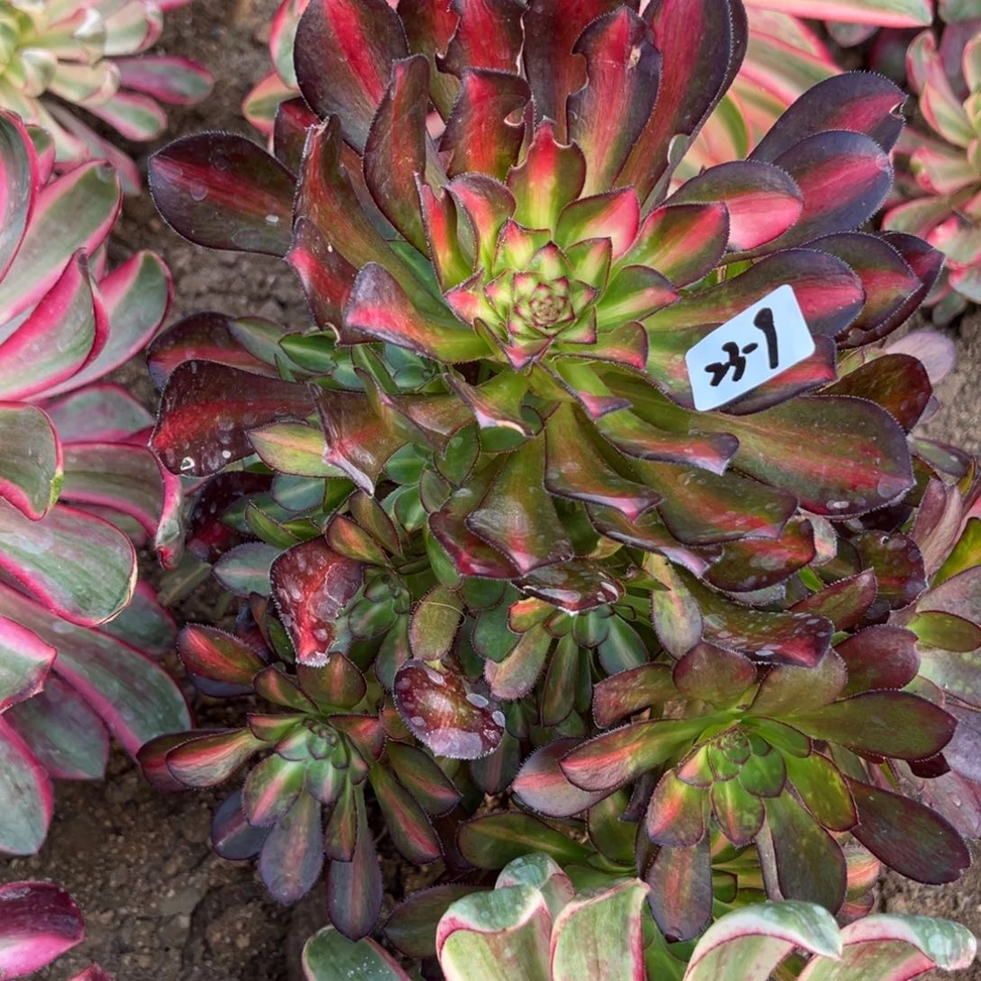 9花蝴蝶多肉多肉多肉多肉