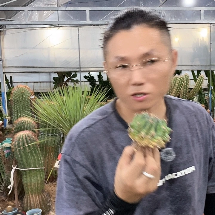 10公分短豪刺巨鹫玉