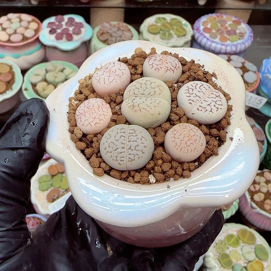 生石花满18包邮1229-122