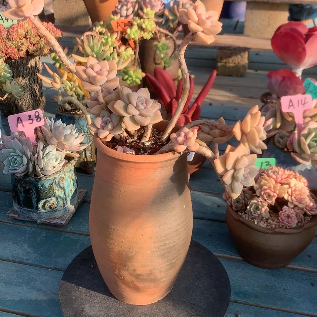 女***吖杏美人多肉植物带盆