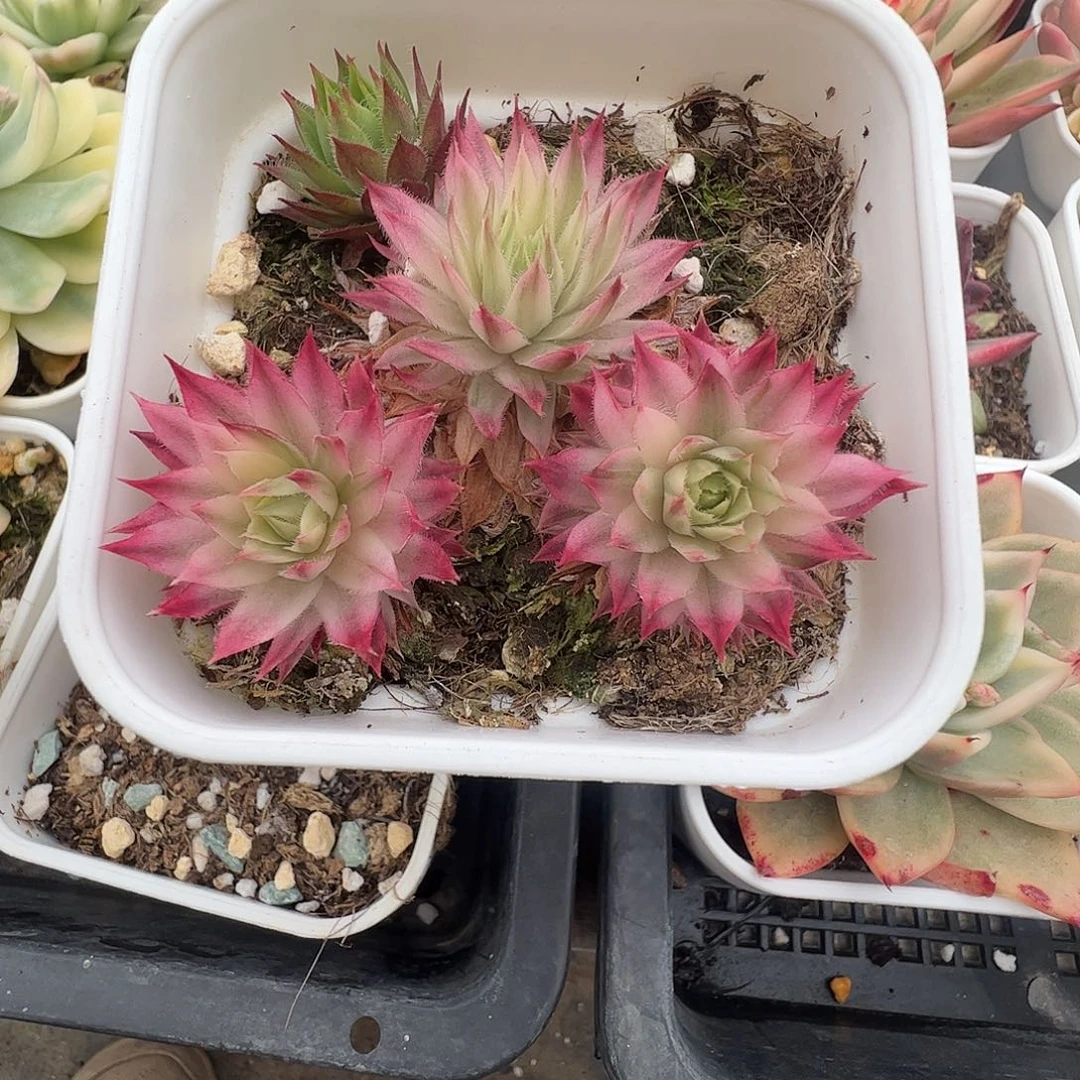杰***龟多肉植物多肉植物